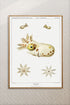 squid varieties wall decor print